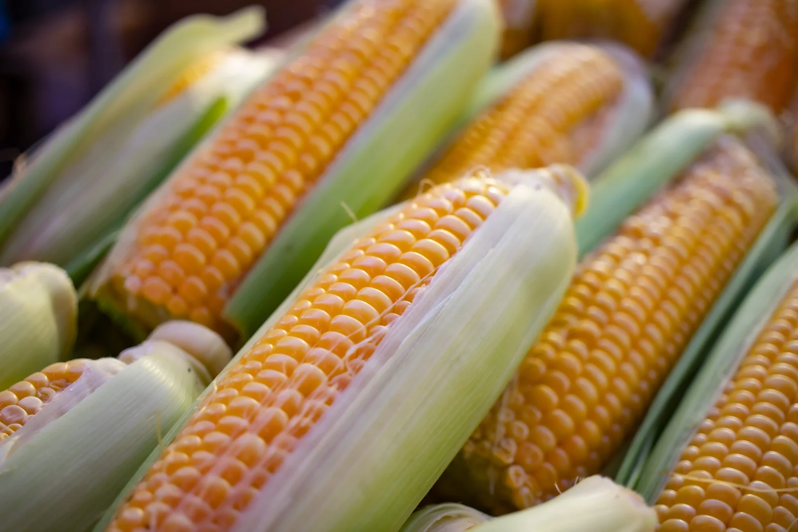 Maize