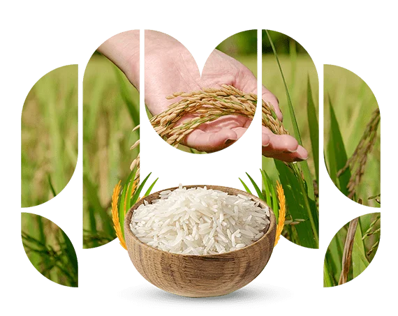 Rice Manufacturers & Exporters in India